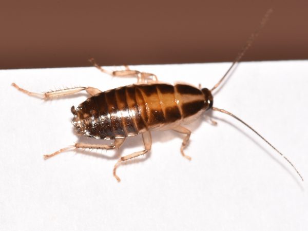 Kakkerlakken verdelger in Velsen, Kennemerland